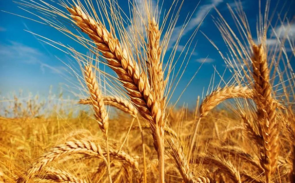 立邦、三棵樹、亞士、嘉寶莉等爭相追求國家好政策！